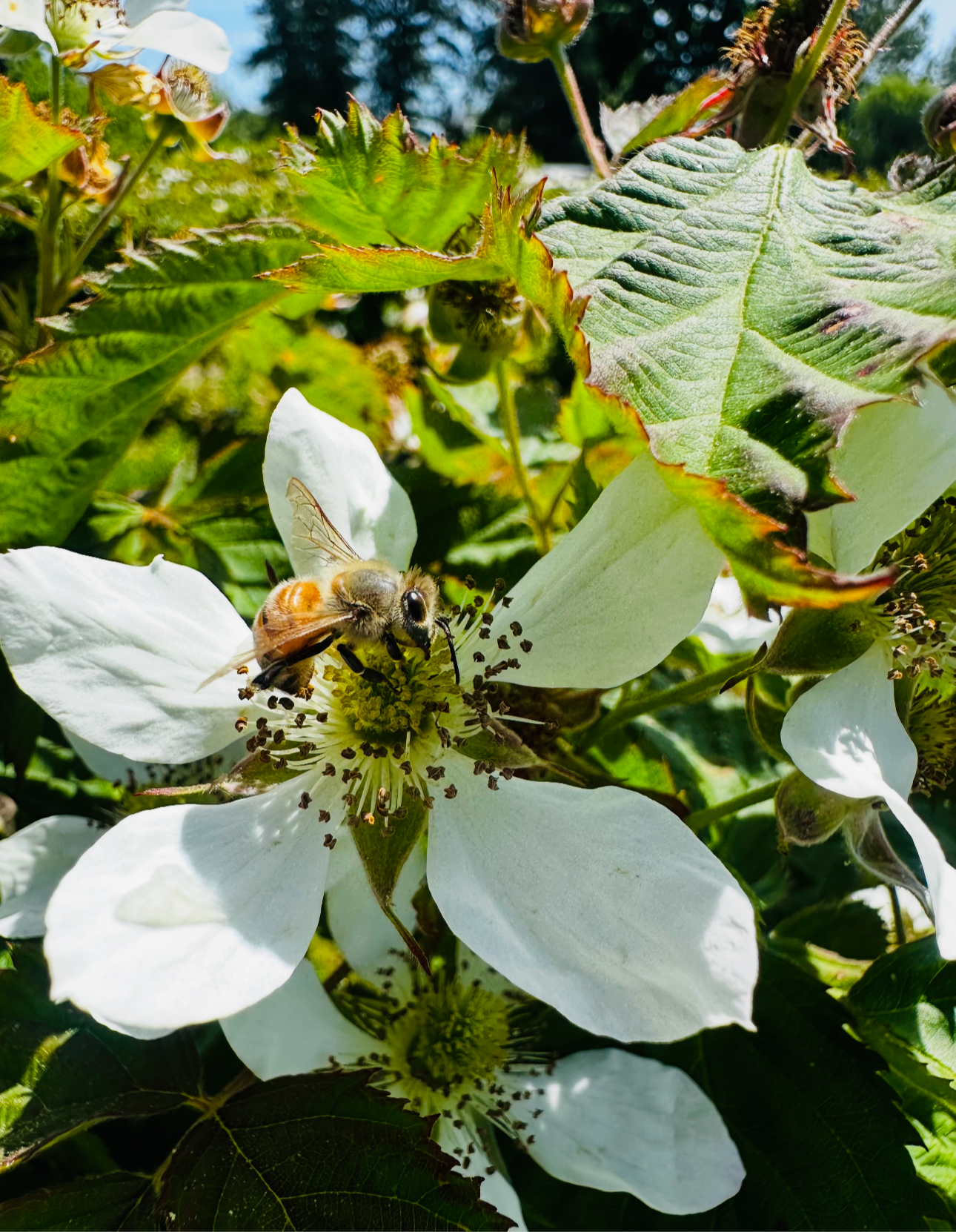 Blackberry Blossom Honey