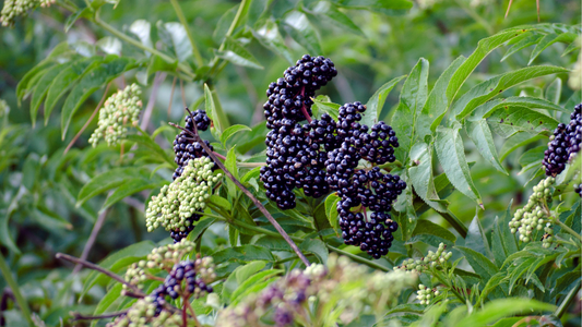 7 Incredible Health Benefits of Elderberry Syrup
